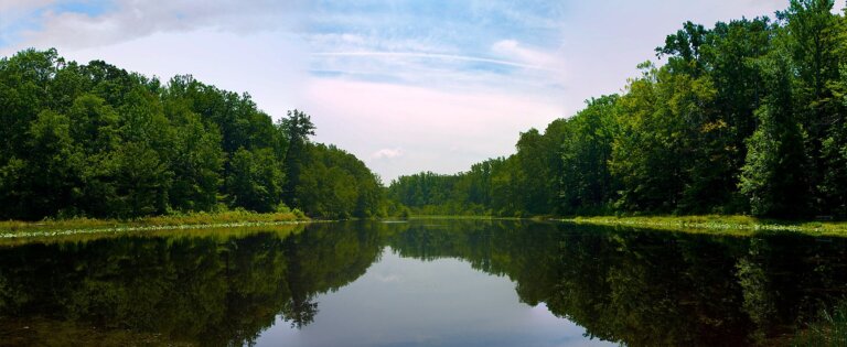 Cedarville State Forest 768x315