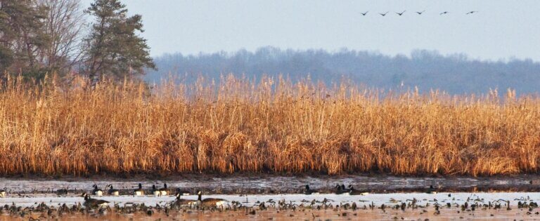 Merkle Wildlife Sanctuary 768x315