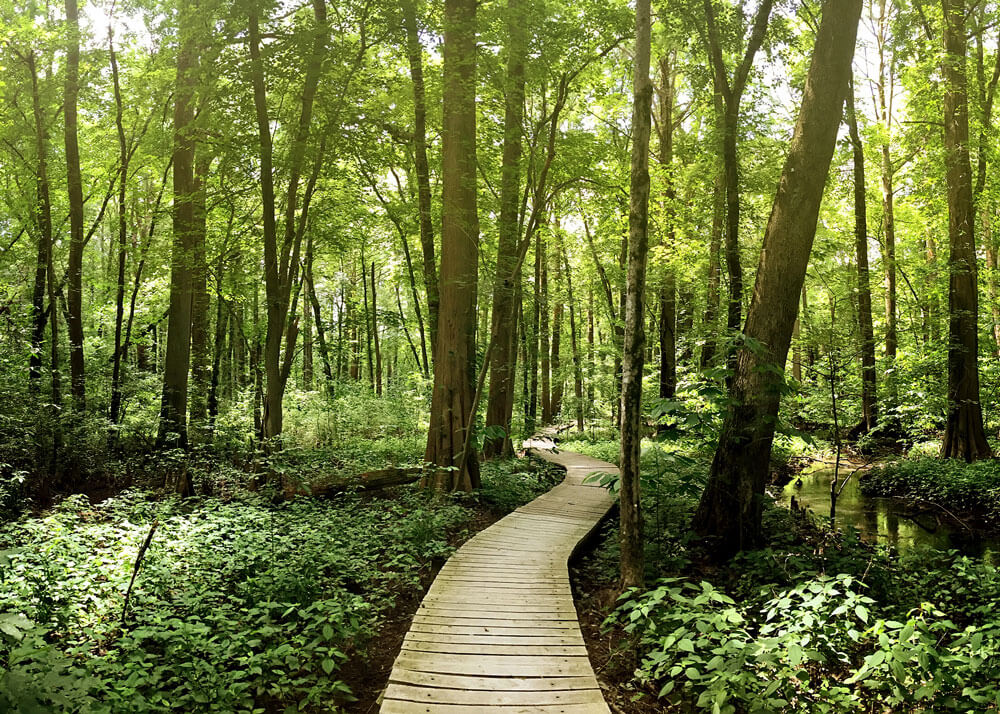 Battle Creek Cypress Swamp Sanctuary