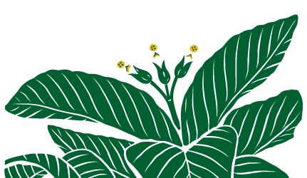 plants