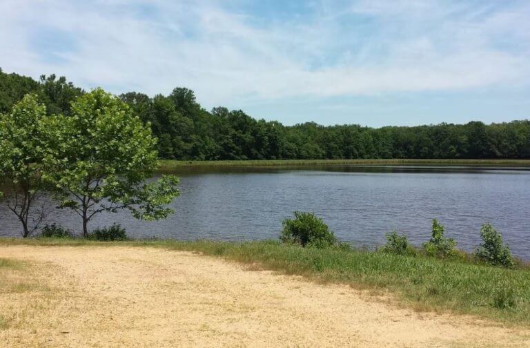 myrtle grove wildlife management area 02 768x504